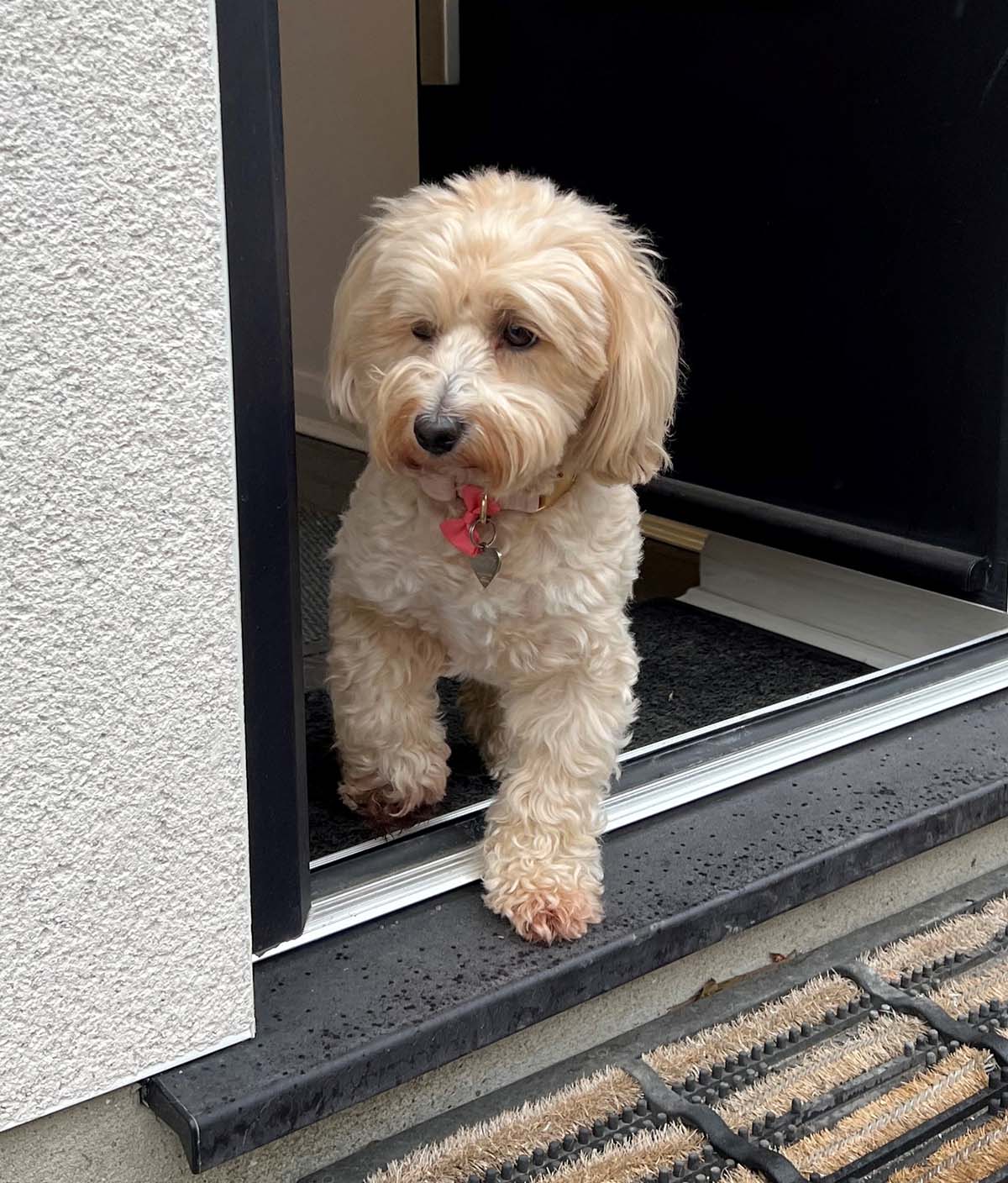 bailey